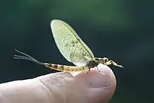 Mayfly on human finger