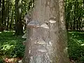 Tree fungus