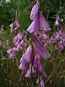 Dierama pendulum