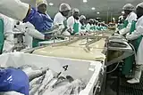 Filleting hake