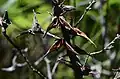 Hakea teretifolia, Barren Grounds