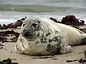 Grey seal