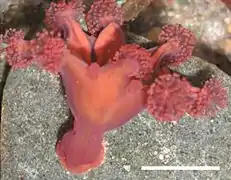 Stalked jelly Haliclystus antarcticus (Staurozoa)