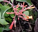 Inflorescence