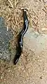 Hammerhead worm found in Chennai and Coimbatore, India