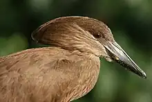 Head of a hamerkop