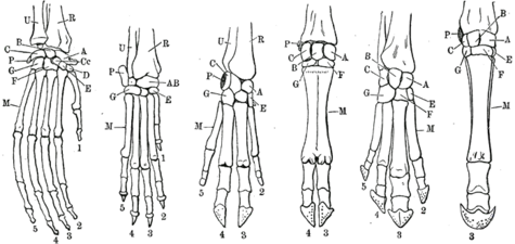 Comparison of the phalanges of an orangutan, dog, pig, cow, tapir and horse