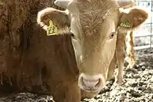 head of a pale-coloured cow