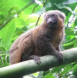 Brown lemur