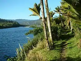 a narrow track through native bush along a river