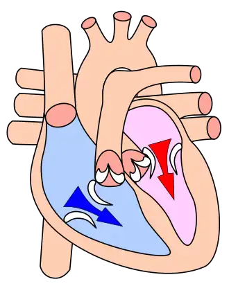 Cardiac diastole