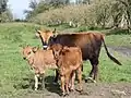 Young Heck cow with calves