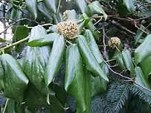 Hedera colchica leaves and flowers