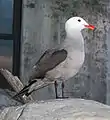 Adult Heermann's gull at the Monterey Bay Aquarium