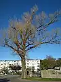 "Topola Helena" tree in Hel