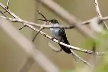 Female perching on a twig, in front-side view, partially hidden behind another twig