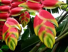 Heliconia rostrata in a botanical garden, Costa Rica