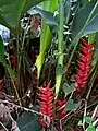 Heliconia sp. in tropical rain forest at Sierra del Escambray, Cuba