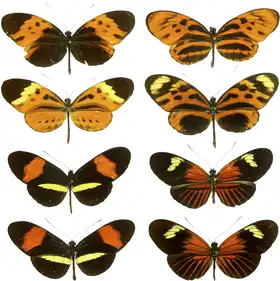 Heliconius warns off predators with Müllerian mimicry.