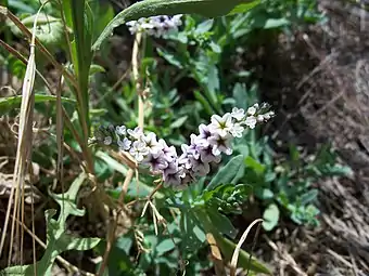 Heliotropium europaeum with lilac blossoms.