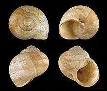 Helix pomatia