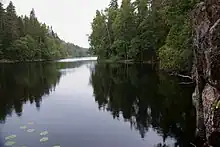 conifer woodland and river