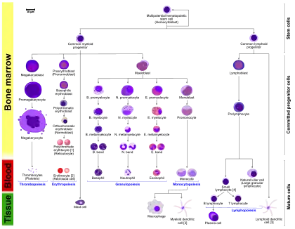 Schematic view. Well-defined lineages.