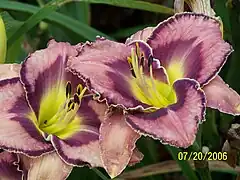 Daylily - Hemerocallis