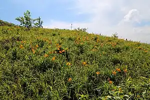 Komsomolsk Zapovednik