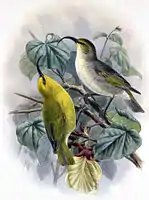 Kauaʻi nukupuʻu by J. G. Keulemans (1893-1900).