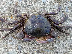 Asian shore crab