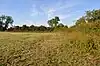 Hemingford Grey Meadow