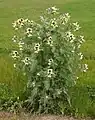 Large flowering henbane