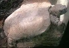 Arakan forest turtle