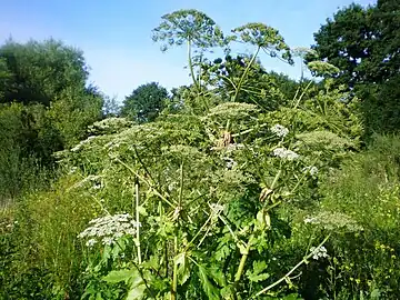 Sosnowsky's hogweed, Heracleum sosnowskyi