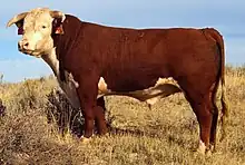 Hereford cow