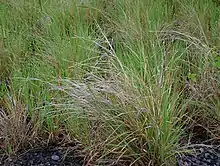 Yerba torcida(Heteropogon contortus)