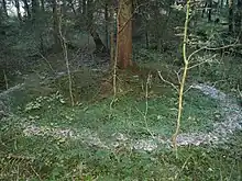 C. nebularis growing in a fairy ring formation