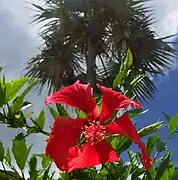 Hibiscus and palm tree on Grand Cayman Island