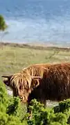 Highland Cattle originates from the Scottish Highlands