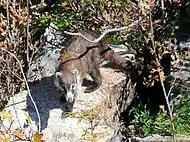 White-nosed coati on Mt. Hopkins near Madera Canyon (Arizona)