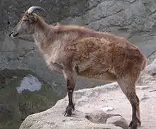 Himalayan tahr