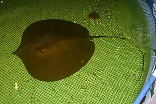 Giant freshwater stingrays (Urogymnus polylepis) are the largest freshwater fish.