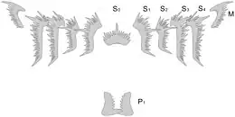 Complete element set of the conodont Hindeodus parvus