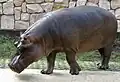 Hippopotamus