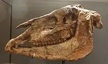 Skull of H. gracile against a black background