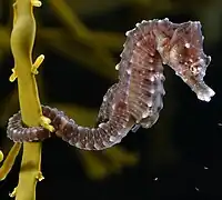 Tail not used for swimming:seahorse