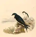 Illustration by R. B. Sharpe (1894)