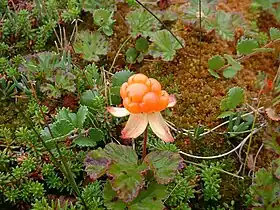 Ripe cloudberry, February 2006