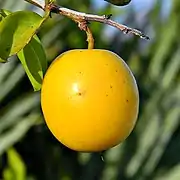 Fruit of Ximenia americana hanging from a branch